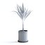 palma areca