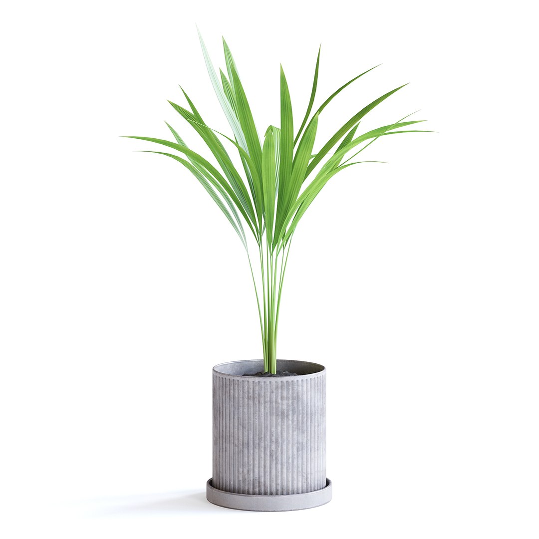 Areca Palm 3D https://p.turbosquid.com/ts-thumb/Pd/pZ4SyX/zn/150bcopy/jpg/1645377411/1920x1080/fit_q87/d80abdf0958a8e058ce8c16ee021424ef673d17c/150bcopy.jpg
