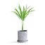 palma areca
