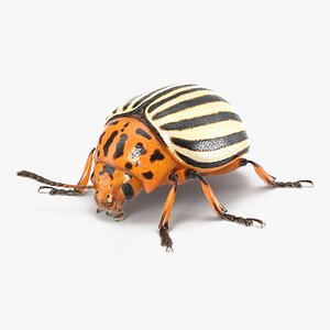 3d colorado potato beetle fur model
