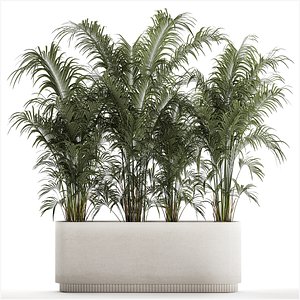 3D Beautiful Howea Palm Plants In A Flowerpot 1312