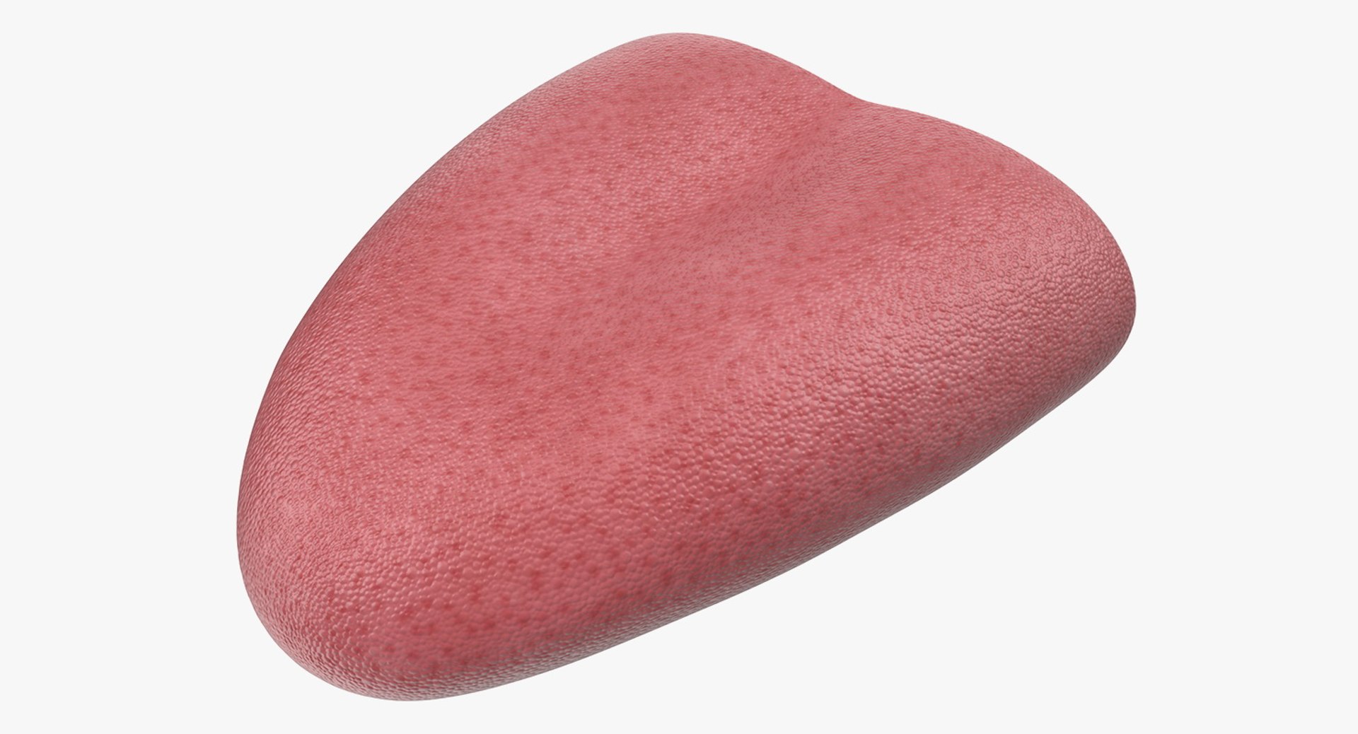 Tongue Medical Model 3D model preview
