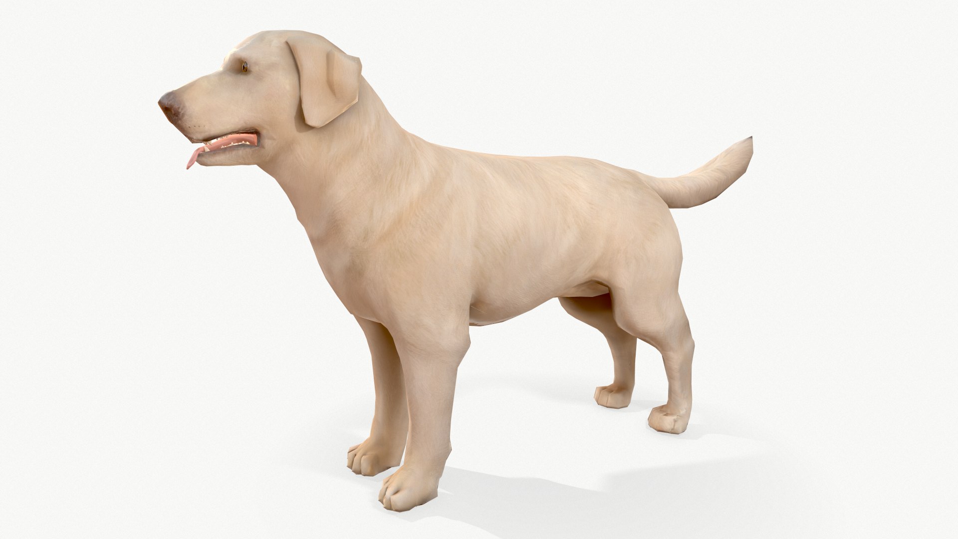 Dog labrador 3D model - TurboSquid 1635732