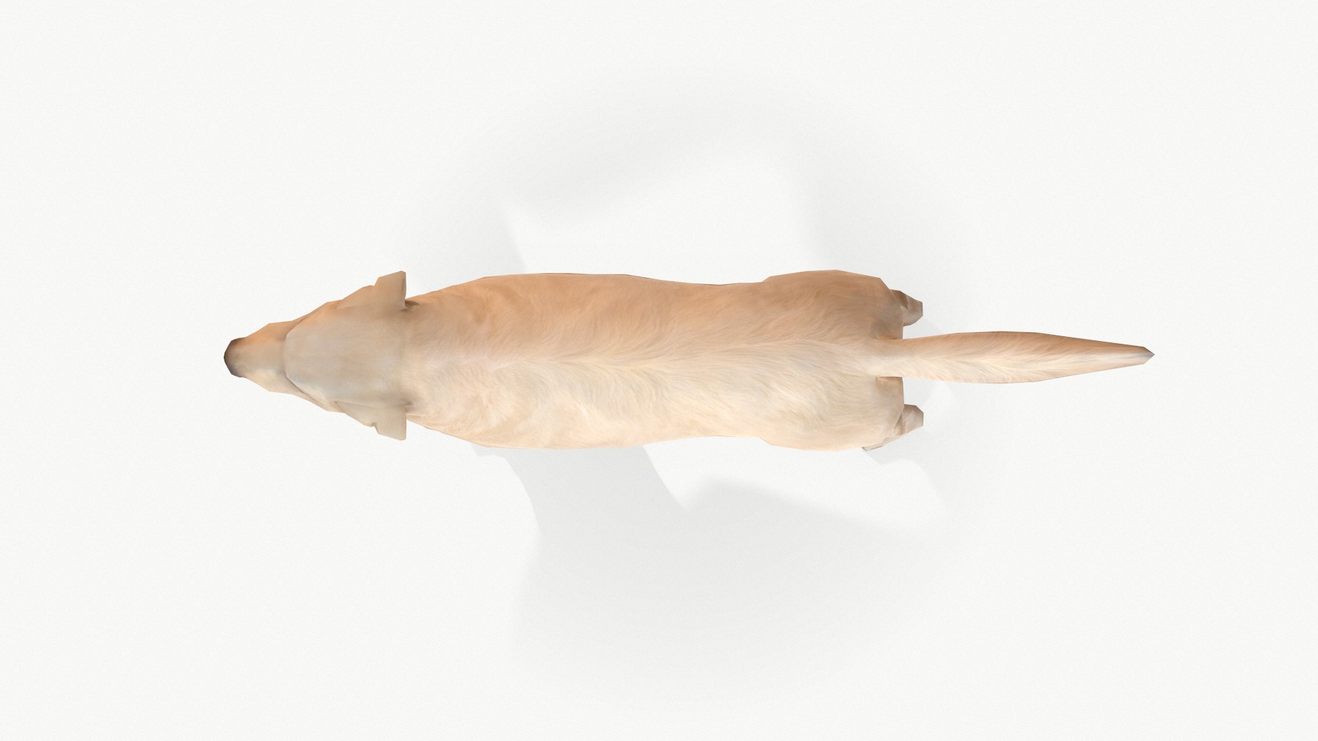 dog labrador 3D model https://p.turbosquid.com/ts-thumb/Pe/8XNdn4/Cye4bP3f/screenshot018/png/1602871835/1920x1080/fit_q87/db904cc578e2a69532847cbcbb0a1863bfa3e8c3/screenshot018.jpg