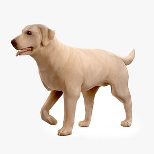 dog labrador 3D model