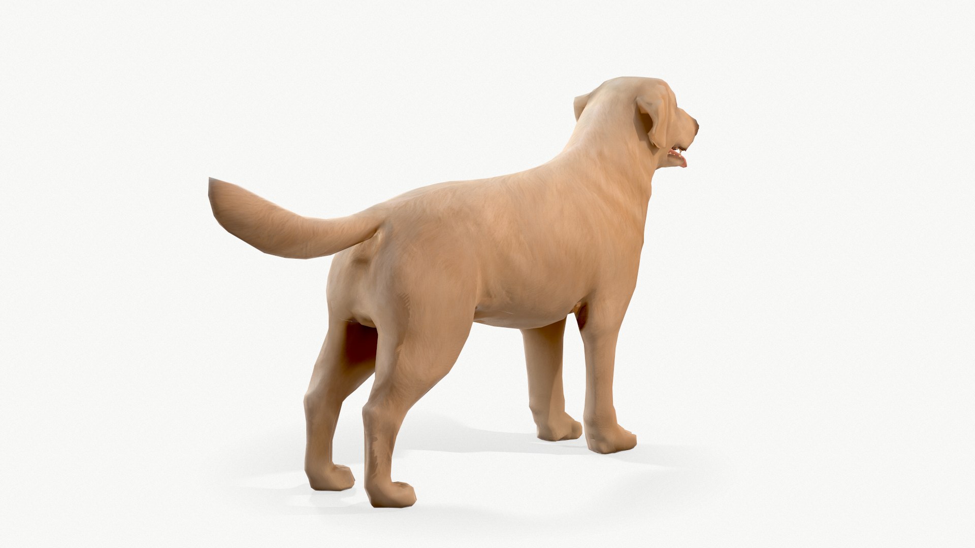 Dog Labrador 3D Model - TurboSquid 1635732