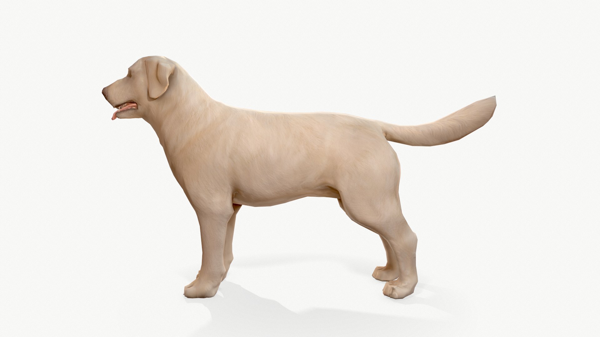 Dog Labrador 3D Model - TurboSquid 1635732