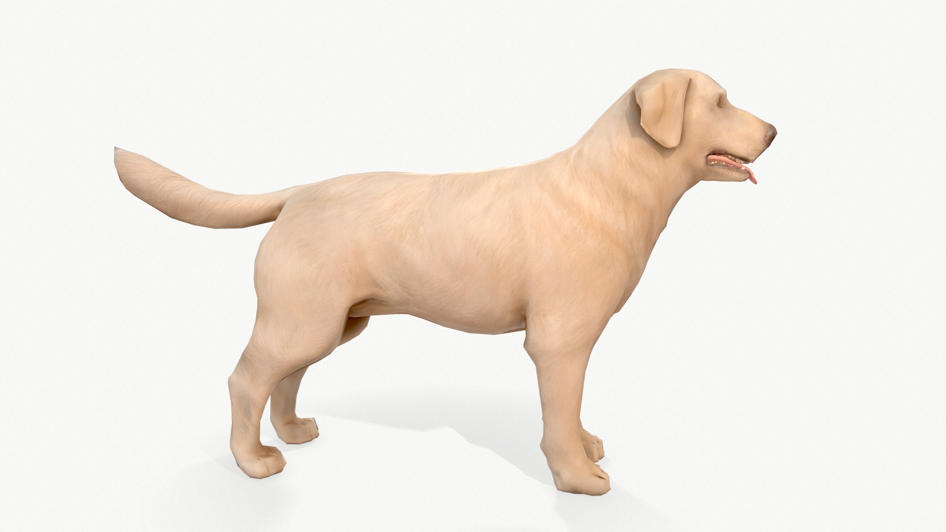 Dog Labrador 3d Model - Turbosquid 1635732