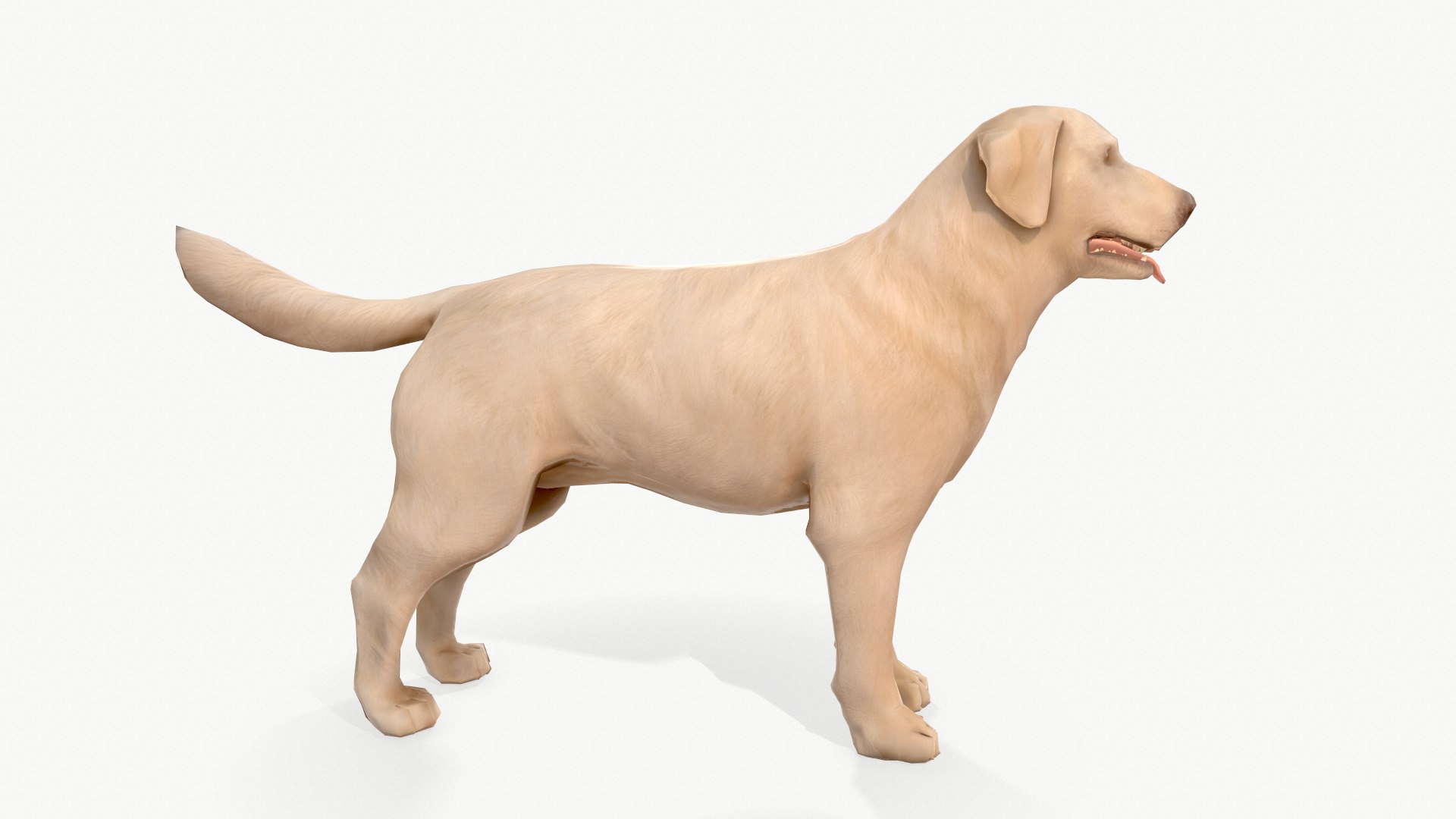 Dog Labrador 3D Model - TurboSquid 1635732