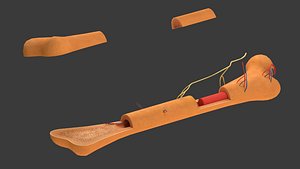 Bones Human Anatomy Cross section Lowpoly AR VR mobile