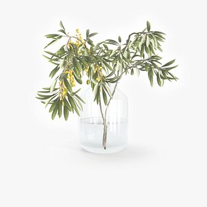 Olea Branch In Jar