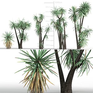 Yucca schottii - Hoary yucca Low-poly 3D model