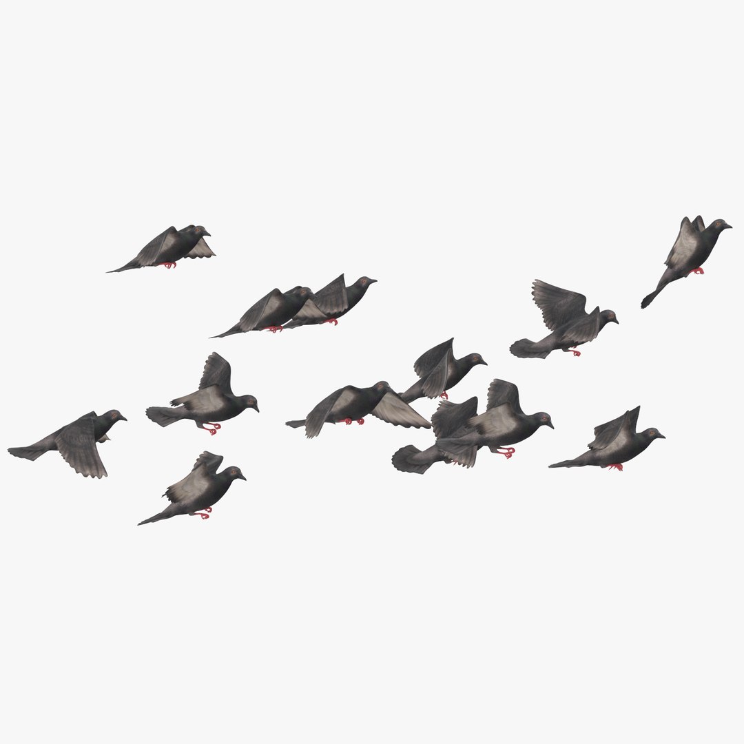 3D flock flying pigeons small - TurboSquid 1320350
