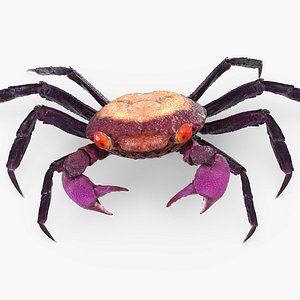Vampire Crab Geosesarma Dennerle
