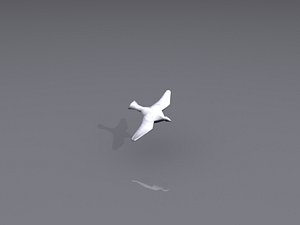 pigeon