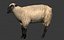 ready sheep set animations 3d fbx