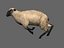 ready sheep set animations 3d fbx