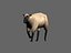 ready sheep set animations 3d fbx