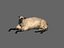 ready sheep set animations 3d fbx