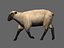 ready sheep set animations 3d fbx