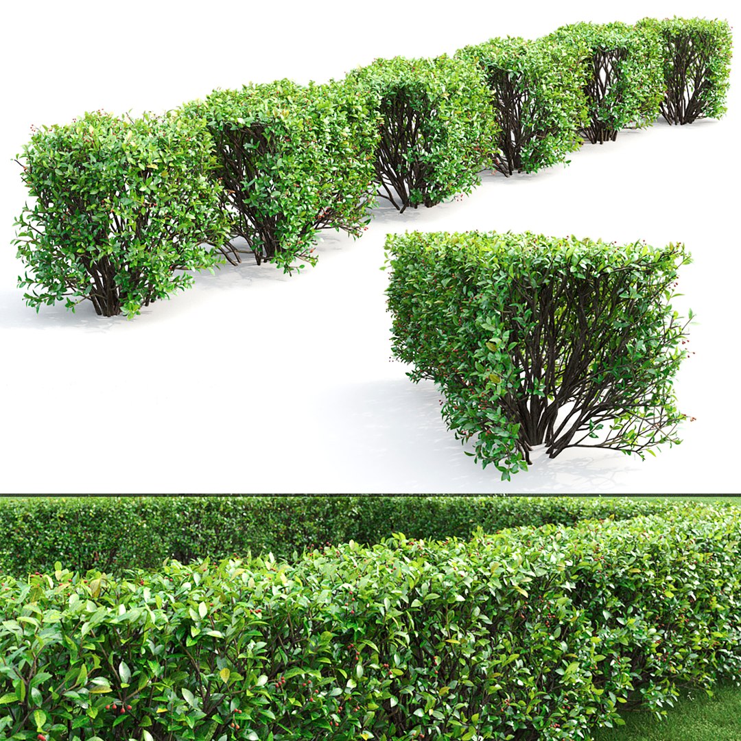 Cotoneaster lucidus Hedge