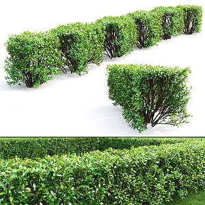 3D hedge cotoneaster lucidus model