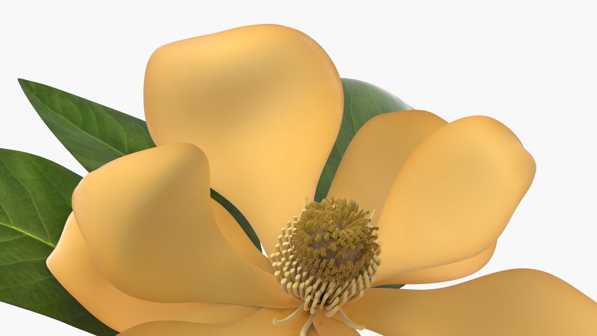 Yellow Flowering Plants Collection 5 3D model https://p.turbosquid.com/ts-thumb/Pe/aRICmc/Lu/yellow_flowering_plants_collection_5_009/jpg/1767090542/1920x1080/fit_q87/f44ad17ab3b5968609d89317163952d5b69e07ea/yellow_flowering_plants_collection_5_009.jpg