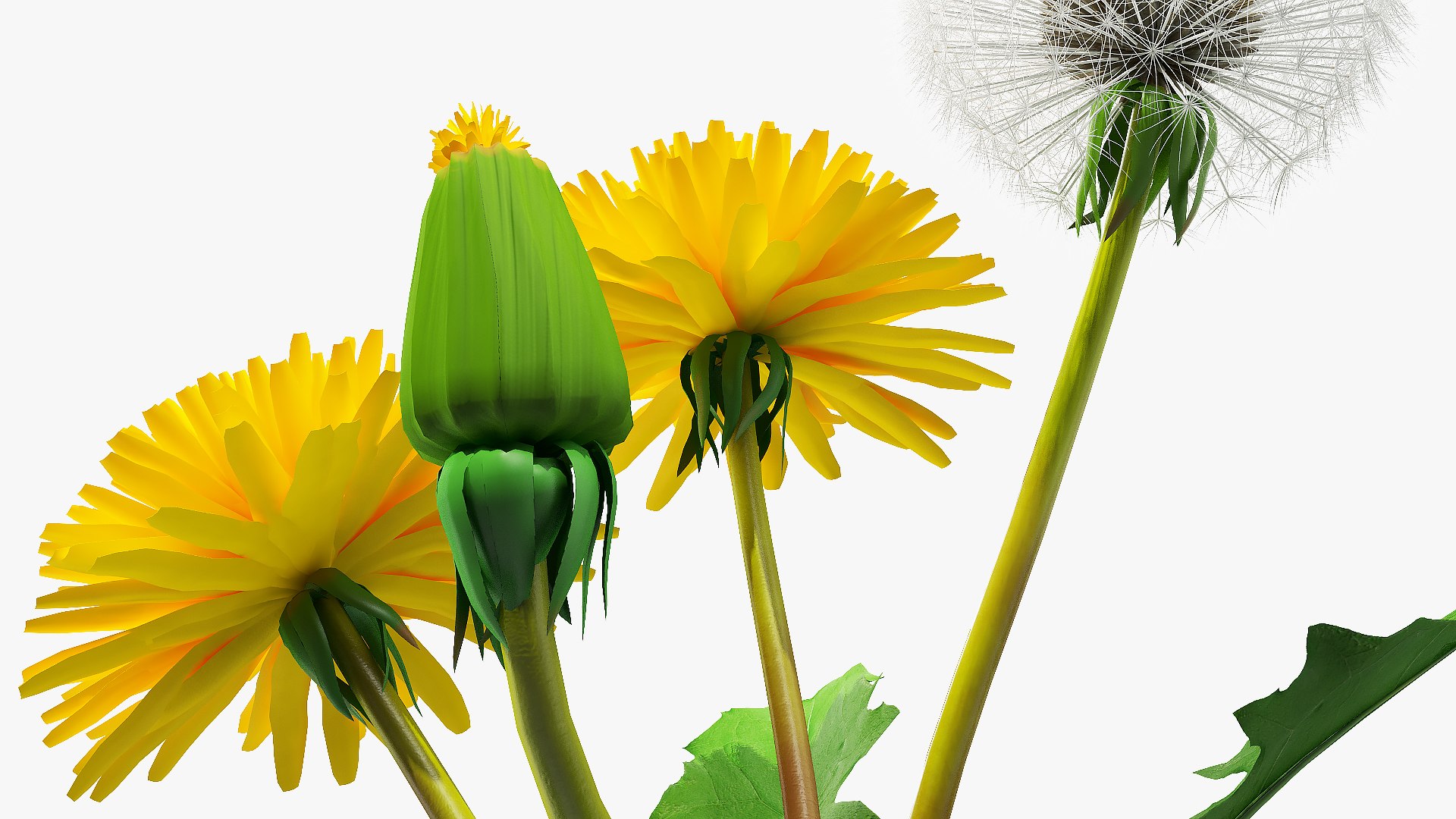 Yellow Flowering Plants Collection 5 3D model https://p.turbosquid.com/ts-thumb/Pe/aRICmc/SK/yellow_flowering_plants_collection_5_028/jpg/1767090552/1920x1080/fit_q87/fc2178b9719596f2c7f90cf6621e3325ccaa42e8/yellow_flowering_plants_collection_5_028.jpg