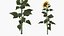 黄色开花植物系列 5