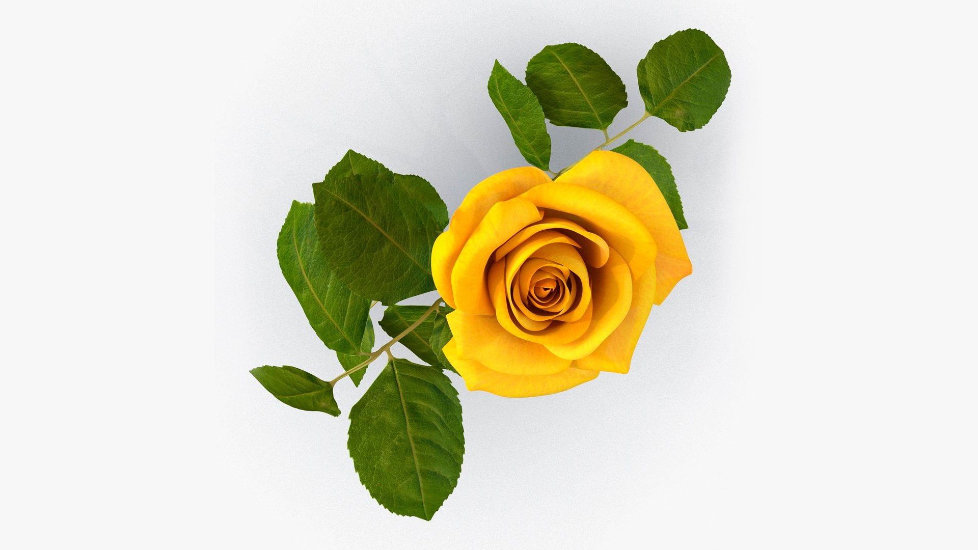 Yellow Flowering Plants Collection 5 3D model https://p.turbosquid.com/ts-thumb/Pe/aRICmc/if/yellow_flowering_plants_collection_5_034/jpg/1767090555/1920x1080/fit_q87/1bb3ae97df702fcc66dfced1e4e4cac72670cfc7/yellow_flowering_plants_collection_5_034.jpg