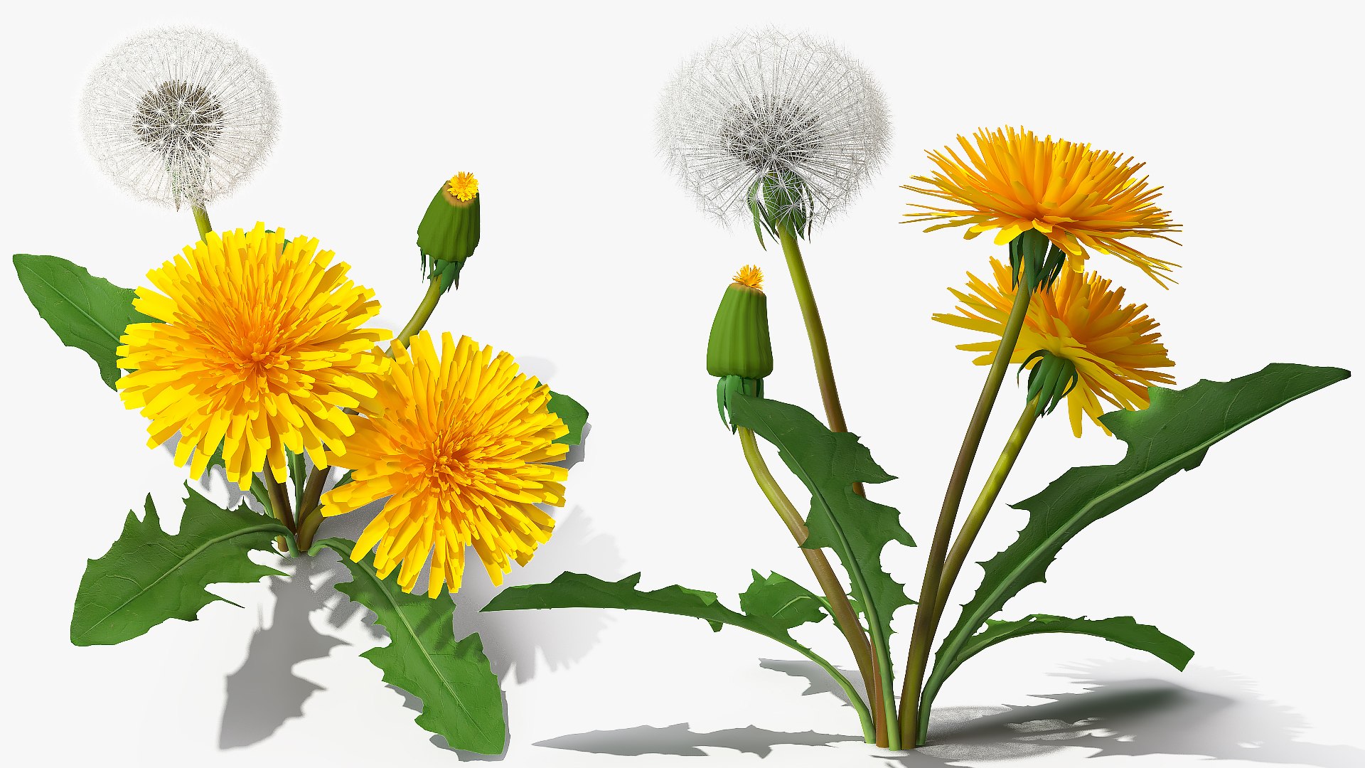 Yellow Flowering Plants Collection 5 3D model https://p.turbosquid.com/ts-thumb/Pe/aRICmc/qJ/yellow_flowering_plants_collection_5_026/jpg/1767090550/1920x1080/fit_q87/9b09fb84c8fb2fd0ada4b08737e73253acef31ba/yellow_flowering_plants_collection_5_026.jpg