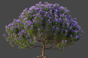 XfrogPlants Chaste Tree - Vitex Agnes - Castus 3D model