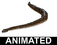 Snake