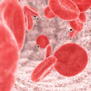 blood cells vein Blood animated