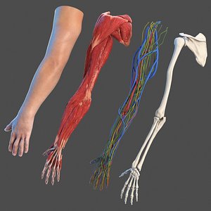 Detailed Male Arm Anatomy