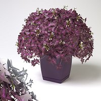 Oxalis triangularis