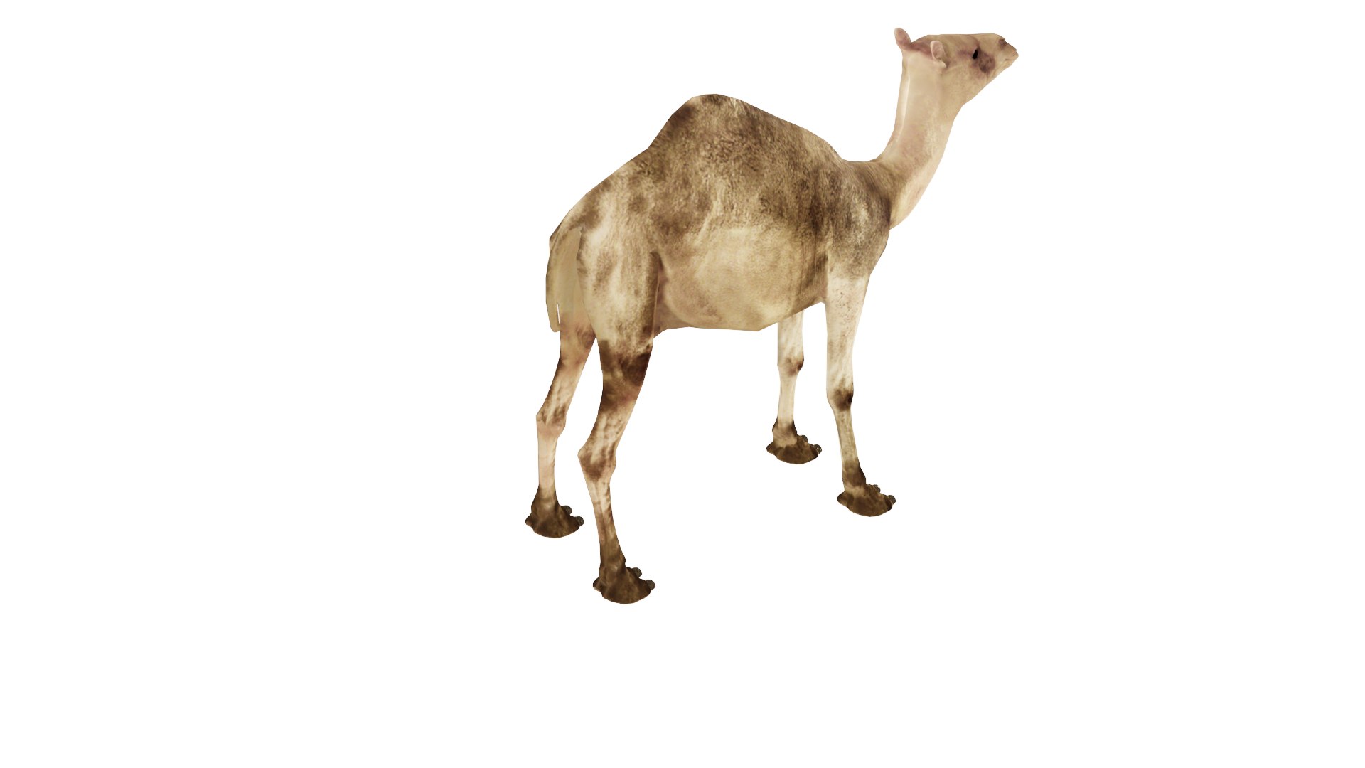 camel model https://p.turbosquid.com/ts-thumb/Pf/jkyp1B/HT/c3/png/1650356782/1920x1080/fit_q87/a9f47f8b4c7ca2cb61a8acbe0652b94490b9a6d4/c3.jpg