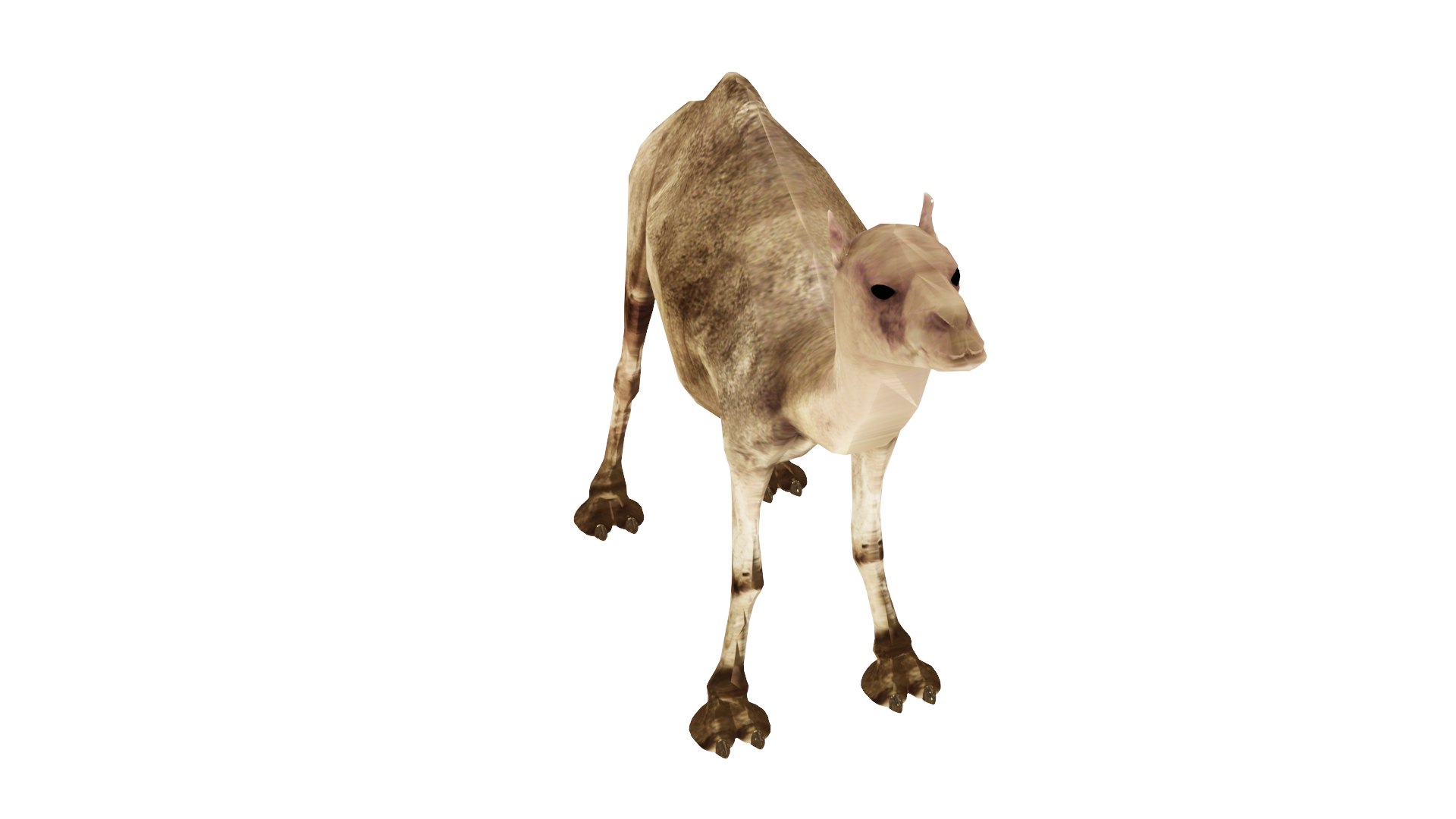 camel model https://p.turbosquid.com/ts-thumb/Pf/jkyp1B/Mq/c2/png/1650356782/1920x1080/fit_q87/625daddab8a12d0be53d362691bd12db7586df9e/c2.jpg
