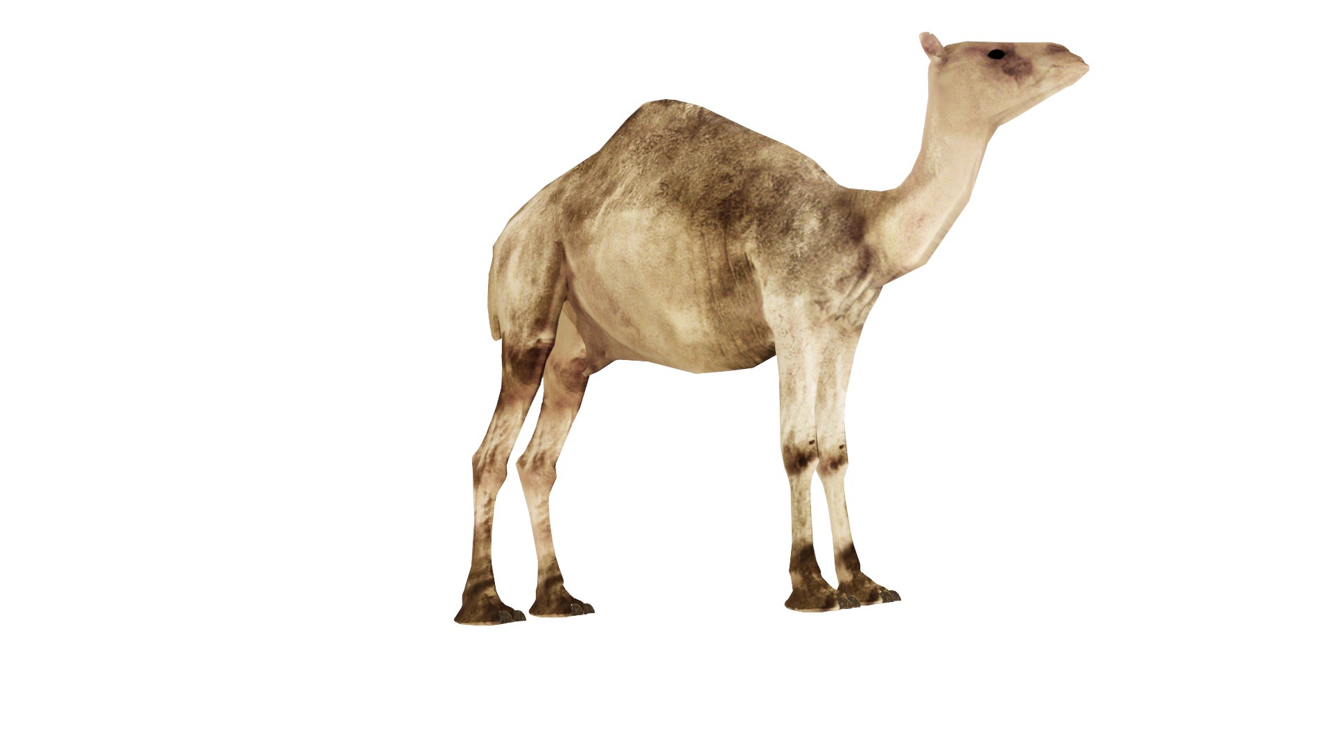 camel model https://p.turbosquid.com/ts-thumb/Pf/jkyp1B/Vx/c6/png/1650356784/1920x1080/fit_q87/de9b534d3e47ee1ec943a64d1a434a794819c8b9/c6.jpg