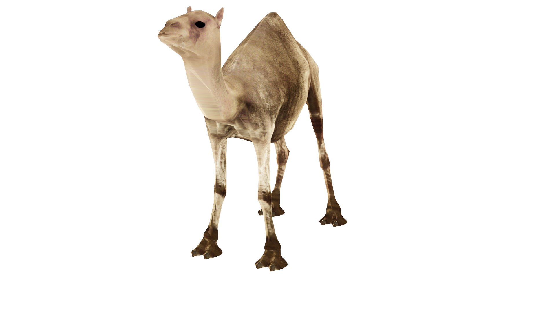 camel model https://p.turbosquid.com/ts-thumb/Pf/jkyp1B/se/c4/png/1650356782/1920x1080/fit_q87/67758d278af4184b4ac6f768796dcebb0e955051/c4.jpg