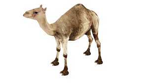 camel model