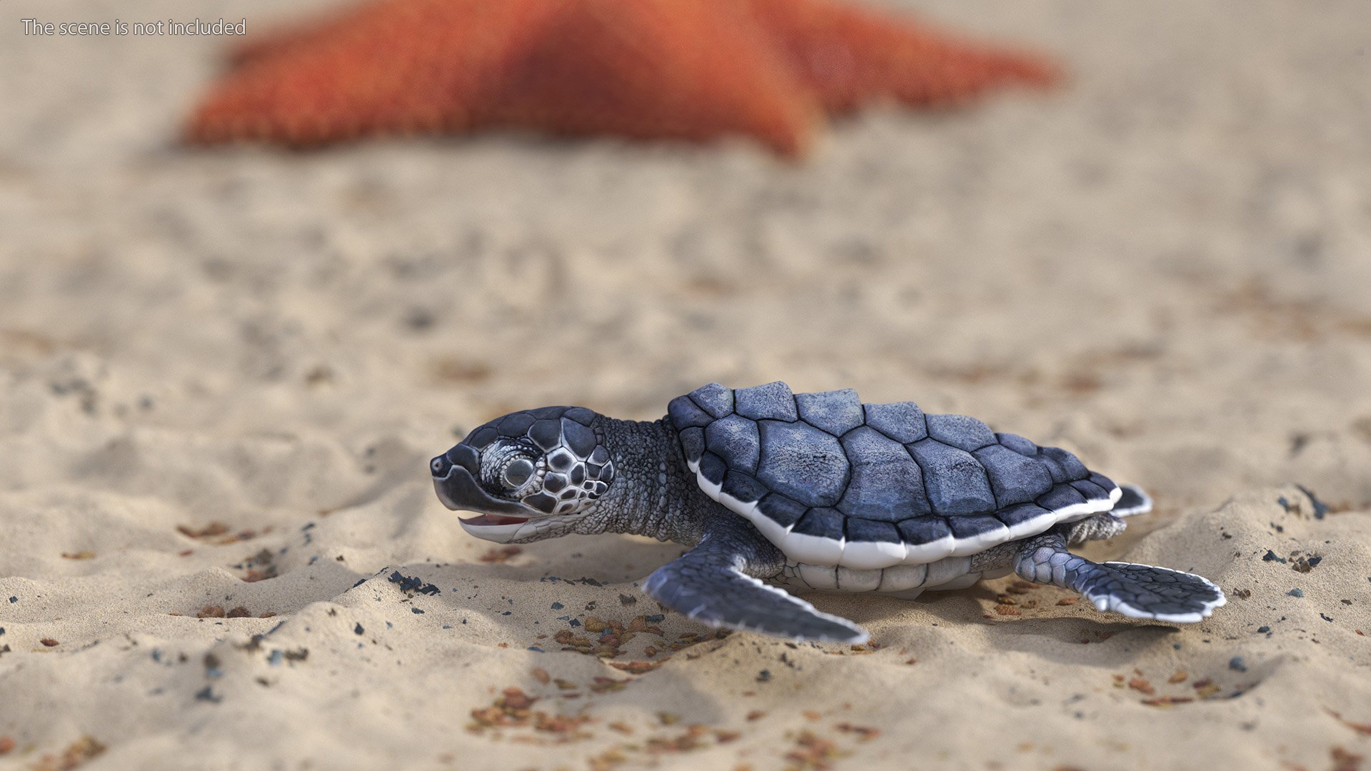 Baby Sea Turtle Black 3D Model - TurboSquid 2201995