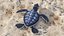 Baby Sea Turtle Black 3D model
