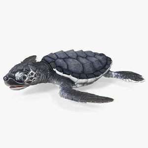 Baby Sea Turtle Black 3D model