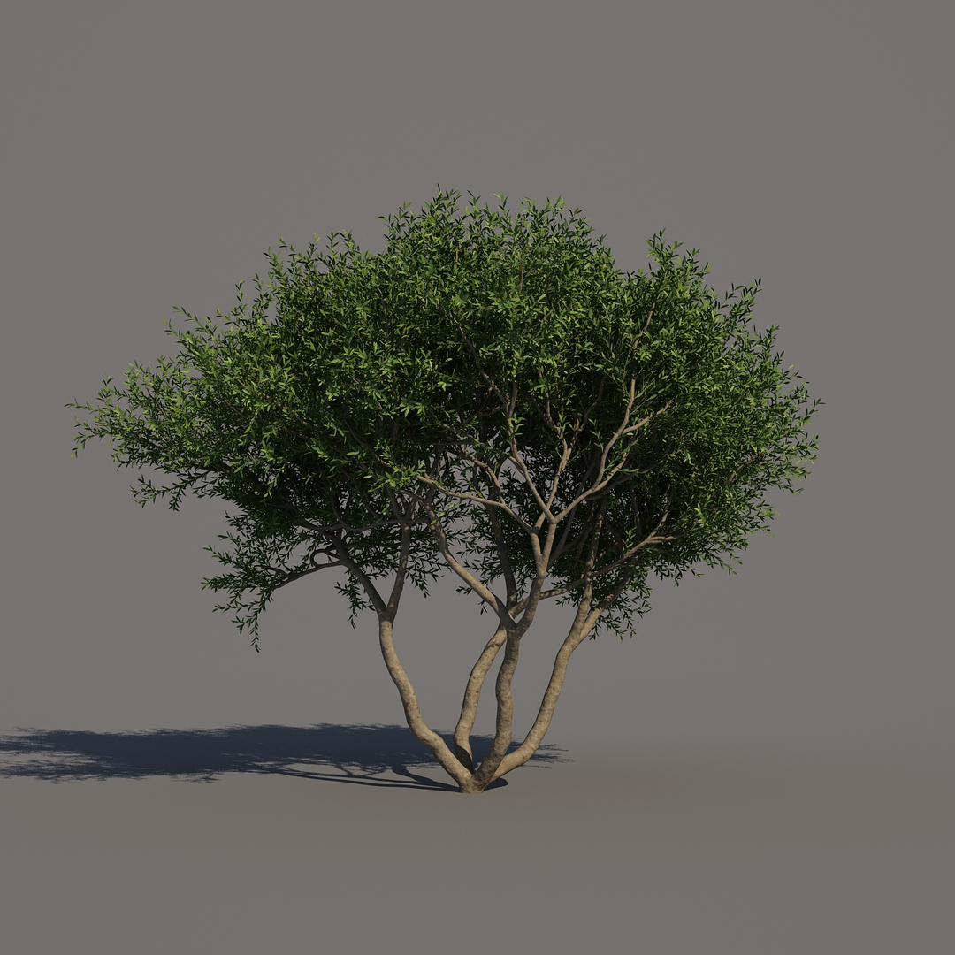 Trunk 10 Tree 3d Model