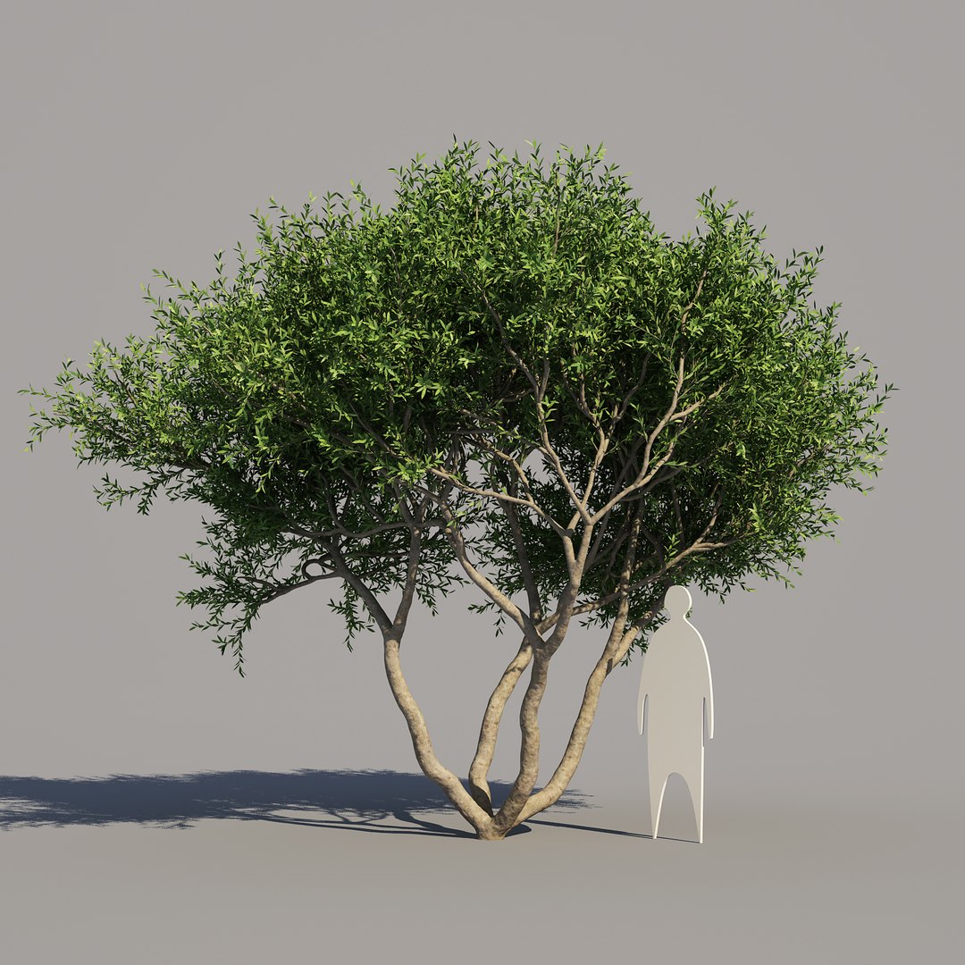 Trunk 10 Tree 3d Model