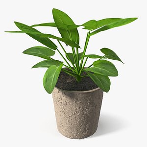 Leafy Vegetable Seedling in Peat Pot model