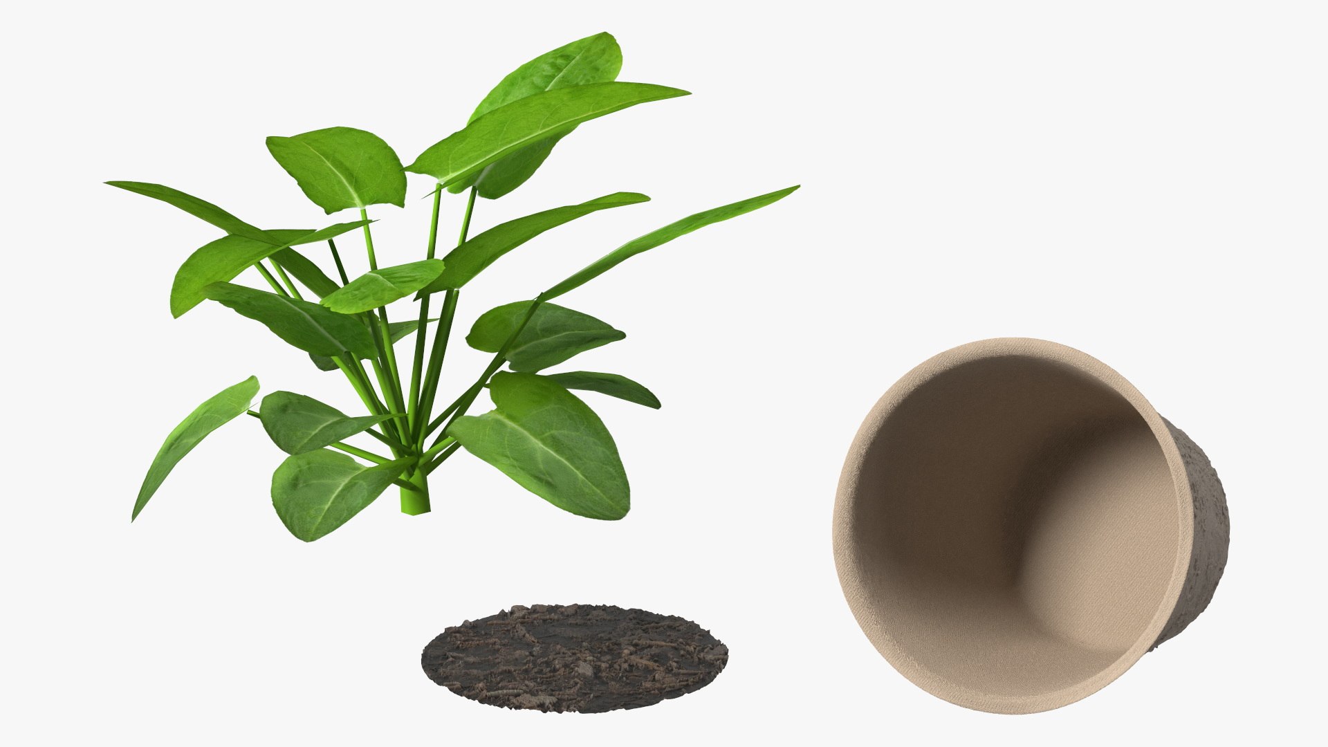 Leafy Vegetable Seedling in Peat Pot model https://p.turbosquid.com/ts-thumb/Pg/B1urfK/aZ/leafy_vegetable_seedling_in_peat_pot_011/jpg/1747997391/1920x1080/fit_q87/a02b0a22434bd3aa44a7b71b44d25f8b71c8c6f6/leafy_vegetable_seedling_in_peat_pot_011.jpg