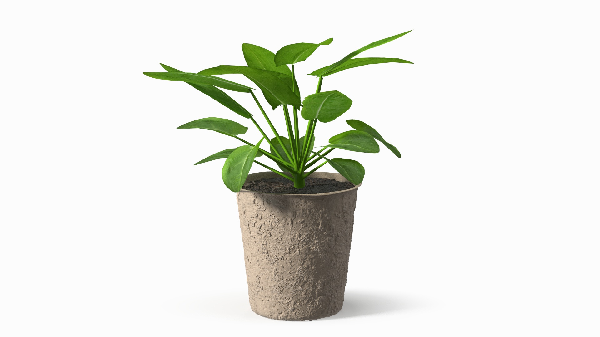 Leafy Vegetable Seedling in Peat Pot model https://p.turbosquid.com/ts-thumb/Pg/B1urfK/cF/leafy_vegetable_seedling_in_peat_pot_360/jpg/1747997201/1920x1080/turn_fit_q99/78671cd693380ba63ae398070365e3d6842bd0c6/leafy_vegetable_seedling_in_peat_pot_360-1.jpg
