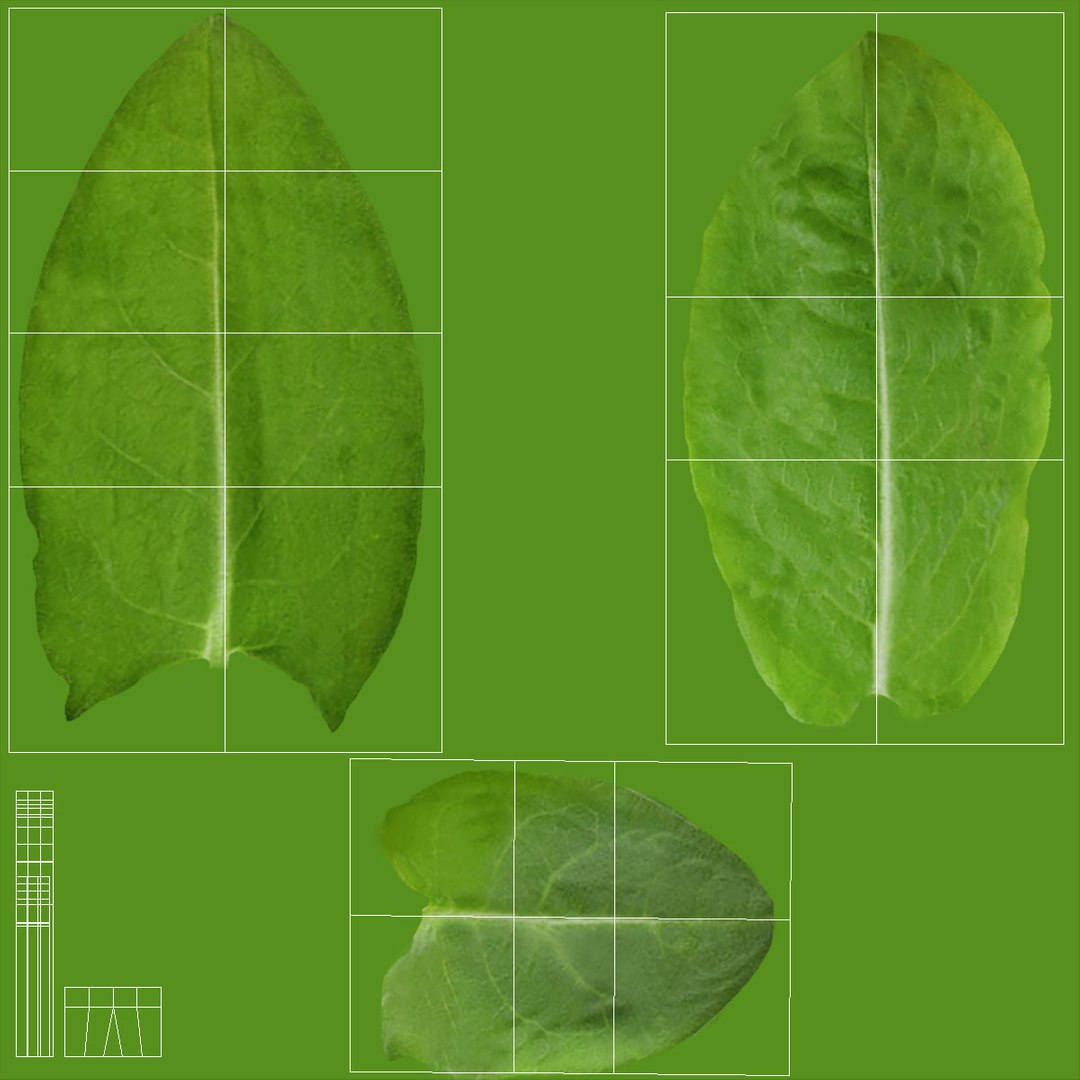 Leafy Vegetable Seedling in Peat Pot model https://p.turbosquid.com/ts-thumb/Pg/B1urfK/hx/leafy_vegetable_seedling_in_peat_pot_014/jpg/1747997403/1920x1080/fit_q87/ac902cf0d14eaa1bc574ee5135322b299c745da9/leafy_vegetable_seedling_in_peat_pot_014.jpg
